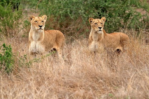 Lion (Panthera leo), adult, female, two females, vigilant, Sabi Sand Game Reserve, Kruger National