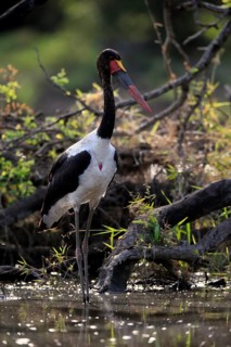 Saddle-billed stork (Ephippiorhynchus senegalensis), adult, foraging, in the water, Kruger National