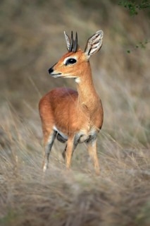 Steenbok (Raphicerus campestris), adult, male, vigilant, dwarf antelope, Kruger National Park,