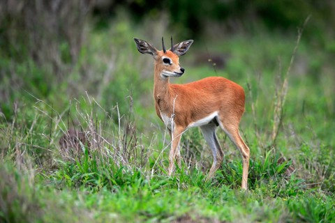 Steenbok (Raphicerus campestris), adult, male, foraging, vigilant, dwarf antelope, Kruger National