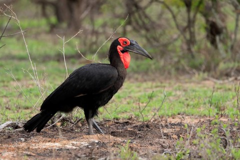 Southern ground hornbill (Bucorvus leadbeateri), adult, foraging, alert, Kruger National Park,