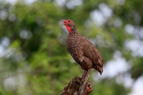 Swainson's spurfowl (Pternistis swainsonii), adult, on wait, calling, Kruger National Park, Kruger