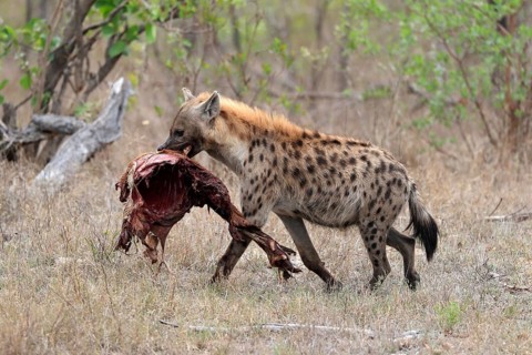 Spotted hyena (Crocuta crocuta), adult, with prey, carrying prey, running, Sabi Sand Game Reserve,