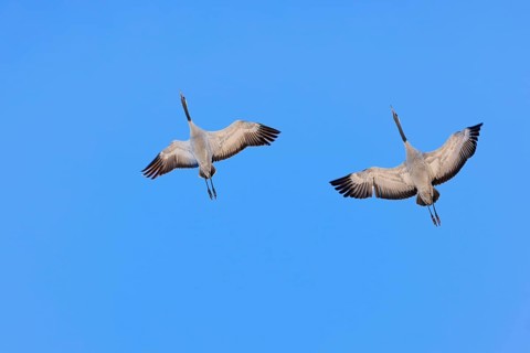 Pair of Cranes (grus grus) flying with spread wings on a clear blue sky at spring
