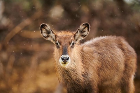 Waterbuck (Kobus defassa), portrait, captive, distribution Africa