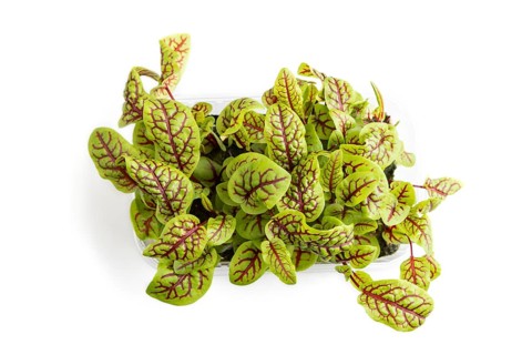 Plastic box with microgreen sprouts of sorrel isolated on white background. Top view, flat lay,
