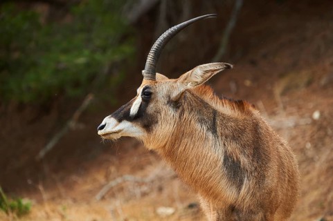 Roan Antelope (Hippotragus equinus) portrait, in the dessert, captive, distribution Africa