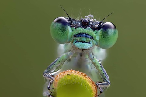 large red damselfly