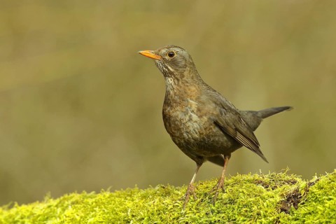 Blackbird (Turdus merula) female, standing on moss-covered forest floor, Wilnsdorf, North