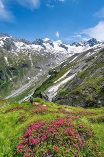 Mountaineer on hiking trail in picturesque mountain landscape with blooming alpine roses, in the
