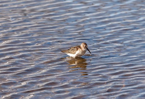 Common typical wader (Calidris) in the Tipperne bird sanctuary in West Jutland, Denmark, Europe