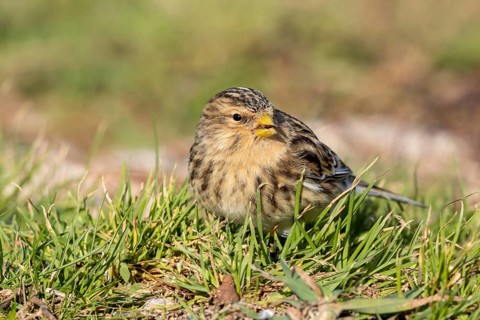 Mountain linnet