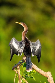 American darter (Anhinga anhinga) Pantanal Brazil