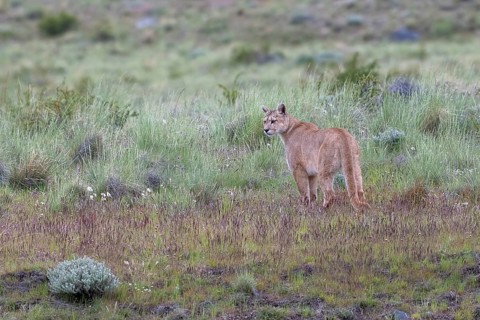Cougar (Cougar concolor), silver lion, mountain lion, cougar, panther, small cat, Torres del Paine