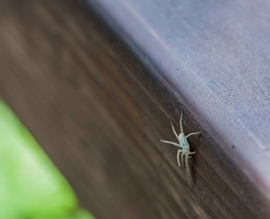 Small light brown spider on wooden fence rail holding legs in air as an act of self defense