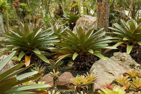 Orchid and bromeliad flower beds in botanical garden, selective focus, copy space, malaysia,