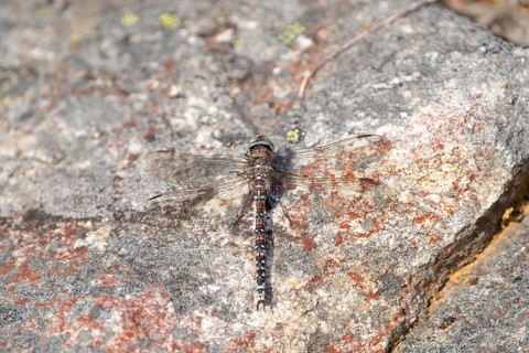 Zigzag darner (Aeshna sitchensis) sitting on a rock, dragonfly, close-up, nature photograph, Tinn,