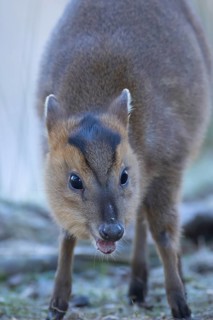 Muntjac deer (Muntiacus reevesi) adult animal head portrait, Suffolk, England, United Kingdom,