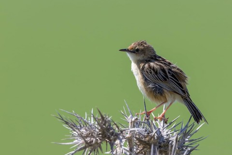 Cisticola