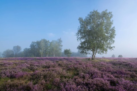 Heathland, flowering common heather (Calluna vulgaris) and birch (Betula), blue sky, Lueneburg