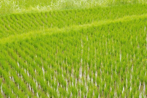 Rice terraces, Campuhan ridge walk, Bali, Indonesia, track on the hill with grass, large trees,