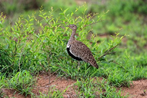 Red-crested Bustard, (Lophotis ruficrista), adult, foraging, vigilant, Kruger National Park, Kruger