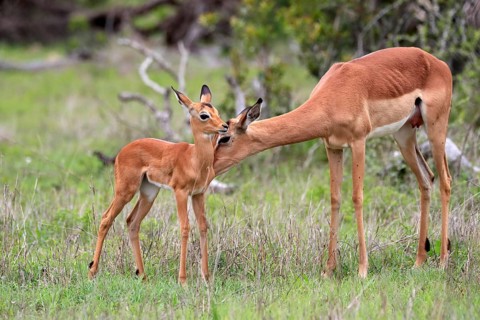 Black Heeler Antelope, (Aepyceros melampus), adult, female, young animal, mother with young animal,