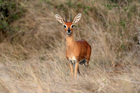 Steenbok (Raphicerus campestris), adult, male, foraging, vigilant, dwarf antelope, Kruger National