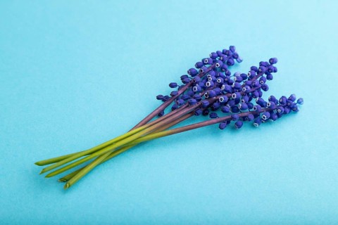 Muscari or murine hyacinth flowers on blue pastel background. side view, close up, still life.