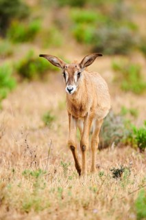 Roan Antelope (Hippotragus equinus) youngster in the dessert, captive, distribution Africa