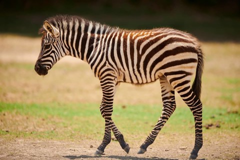 Plains zebra (Equus quagga) foal walking in the dessert, captive, distribution Africa