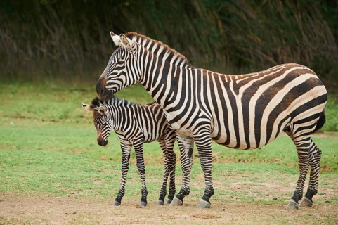 Plains zebra (Equus quagga) mother with foal in the dessert, captive, distribution Africa
