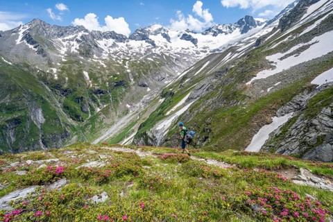 Mountaineer on hiking trail in picturesque mountain landscape with blooming alpine roses, in the