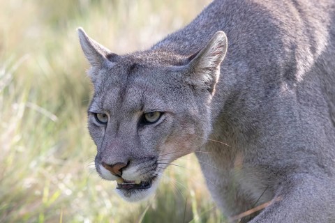 Cougar (Cougar concolor), silver lion, mountain lion, cougar, panther, small cat, animal portrait,
