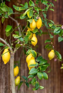 Lemon tree with blossoms and fruit, Limone sul Garda, Lake Garda, Province of Brescia, Lombardy,