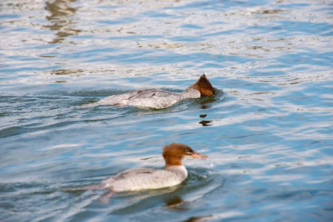 Two common mergansers (Mergus merganser merganser), female and female juvenile, swimming in the
