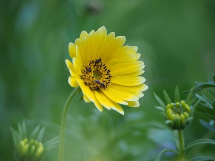 Insects fetching nectar from flower
