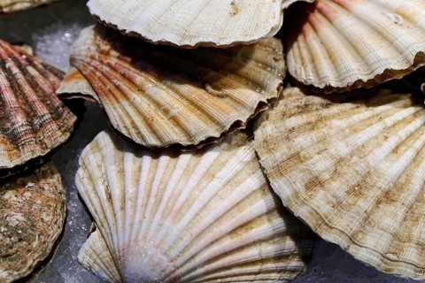 Scallops, Campo de la Pescaria fish market, Rialto market, San Polo neighbourhood, Venice, Veneto,