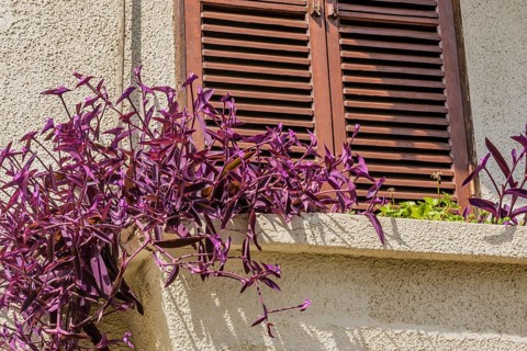 Maroon leaf plant growing in planter box under window shutter in Istanbul, Tuerkiye