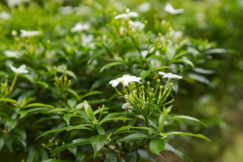 White jasmine flowers in botanical garden, selective focus, copy space, malaysia, Kuching orchid