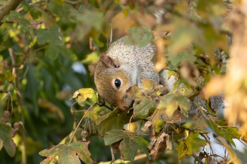 Grey squirrel (Sciurus carolinensis) adult feeding on Field maple tree seeds, Suffolk, England,