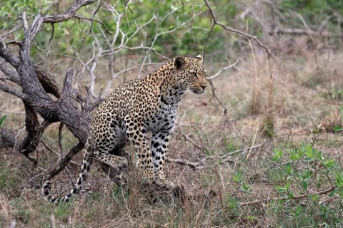 Leopard (Panthera pardus), adult, observed, alert, Sabi Sand Game Reserve, Kruger NP, Kruger