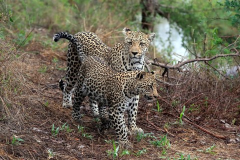 Leopard (Panthera pardus), adult, young, alert, Sabi Sand Game Reserve, Kruger NP, Kruger National