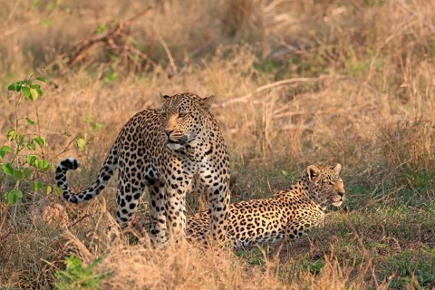 Leopard (Panthera pardus), adult, pair, alert, Sabi Sand Game Reserve, Kruger NP, Kruger National
