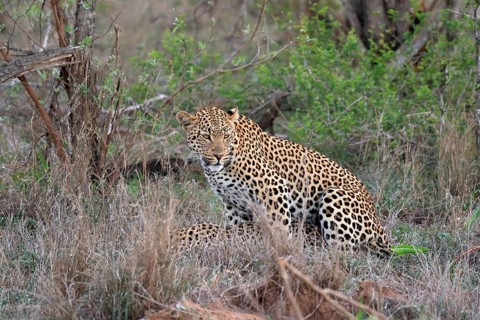 Leopard (Panthera pardus), adult, pair, mating, Sabi Sand Game Reserve, Kruger National Park,
