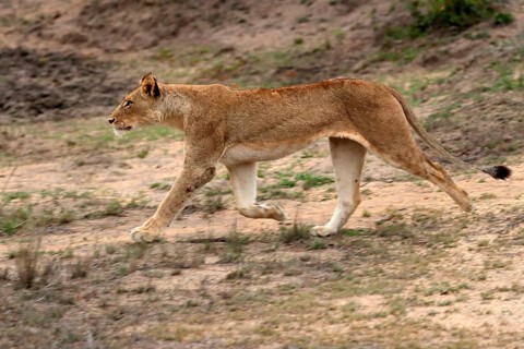 Lion (Panthera leo), adult, female, running, Sabi Sand Game Reserve, Kruger National Park, Kruger