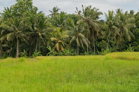 Rice fields in countryside, Ubud, Bali, Indonesia, green grass, large trees, jungle and cloudy sky.