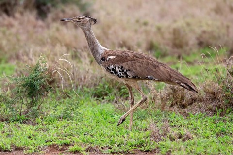 Kori bustard (Ardeotis kori), adult, running, foraging, vigilant, Kruger National Park, Kruger