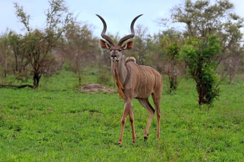 Greater Kudu, zambezi greater kudu (Strepsiceros zambesiensis), adult, male, foraging, Kruger