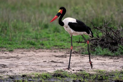 Saddle-billed stork (Ephippiorhynchus senegalensis), adult, foraging, at the water, Kruger National